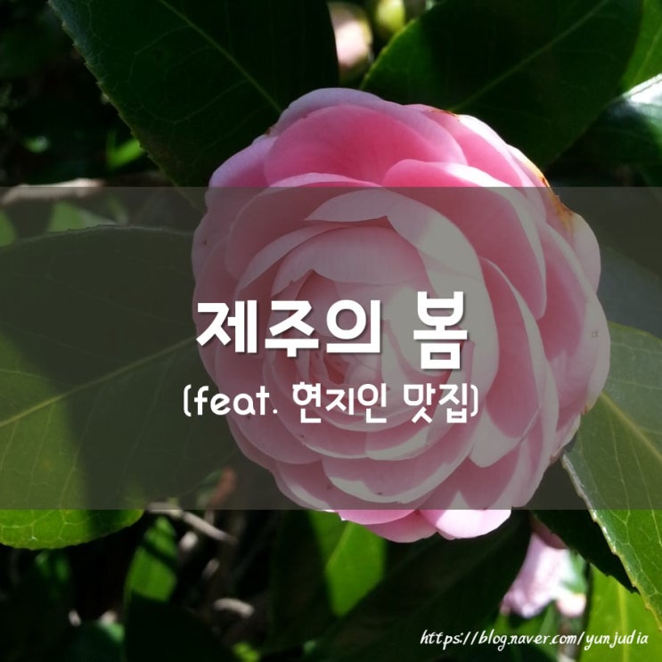  [제주도] 용머리 하멜상선전시관, 유리의성 - 제주 유채꽃, 보말칼국수 서귀포 맛집 추천