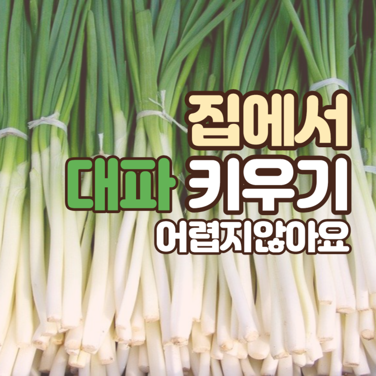  집에서 대파 키우기 어렵지 않아요