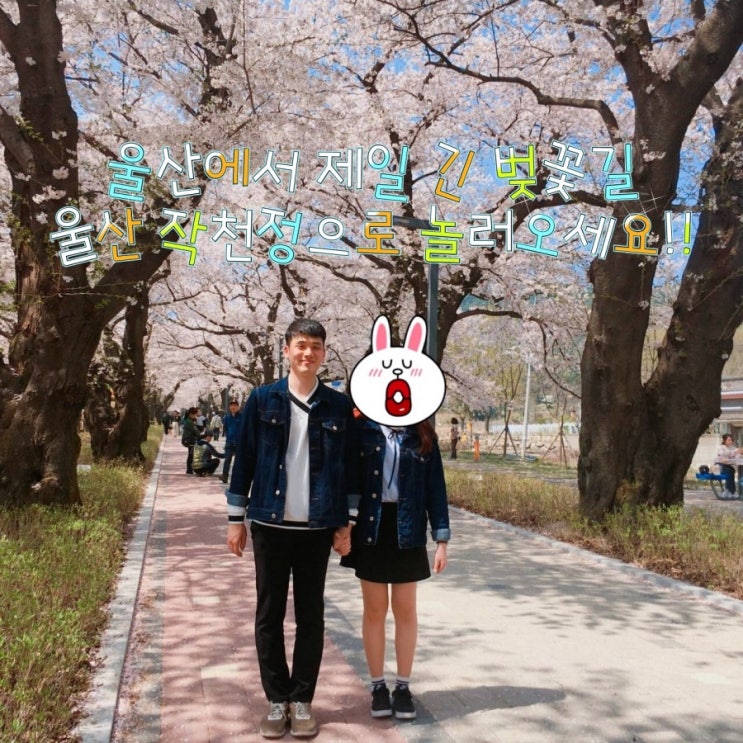  [울산 벚꽃]국내 여행 경상도 여행/벚꽃길이 이쁜 울산 작천정으로 놀러오세요!
