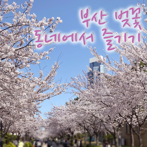  부산 벚꽃놀이, 의외의 장소에서 올해는 소소하게 즐겨보기