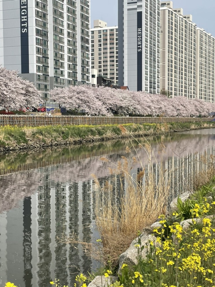 3월 봄 daily 동래 온천천 벚꽃 만개했어요