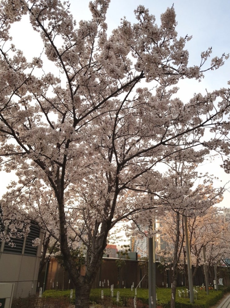  돼vs되 / 왠vs웬 / 대vs데 / 대로vs데로 이제 헷갈리지 않아요