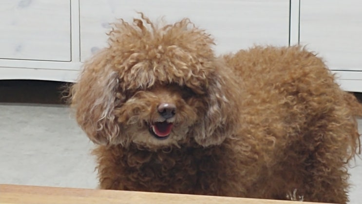 애견 미용을 집에서 직접 했습니다. (푸들 미용, 애견 바리깡, 애견 가위) 애견 미용을 집에서 직접 했습니다. (푸들 미용, 애견 바리깡, 애견 가위)