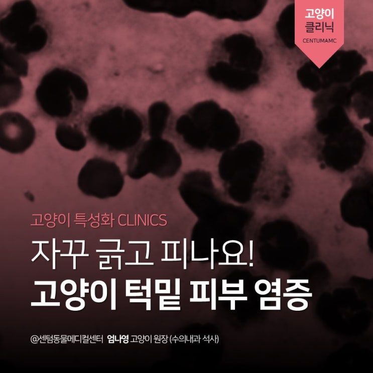  [부산고양이병원] 턱을 긁는 7살 고양이 <고양이 턱밑 피부 염증> (턱여드름, chin acne, 센텀동물메디컬센터)