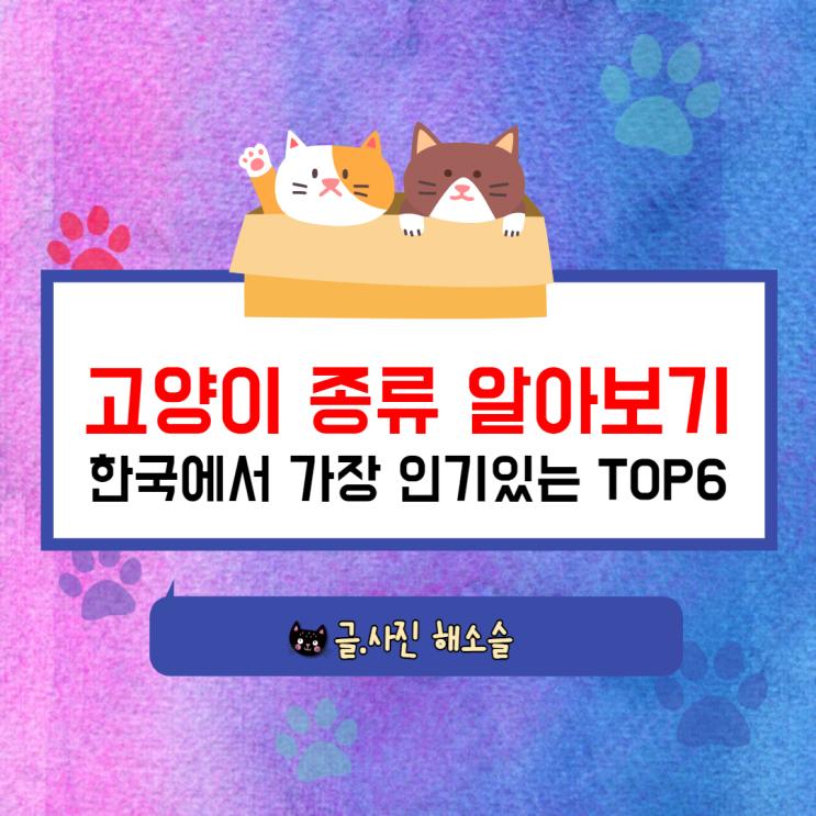  한국에서 인기 있는 순위로 알아본 고양이 종류(코리안숏헤어, 러시안블루, 페르시안, 샴, 터키쉬앙고라, 아비시니안)