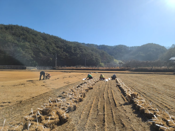 한국 들잔디 토종 야지 잔디 판매