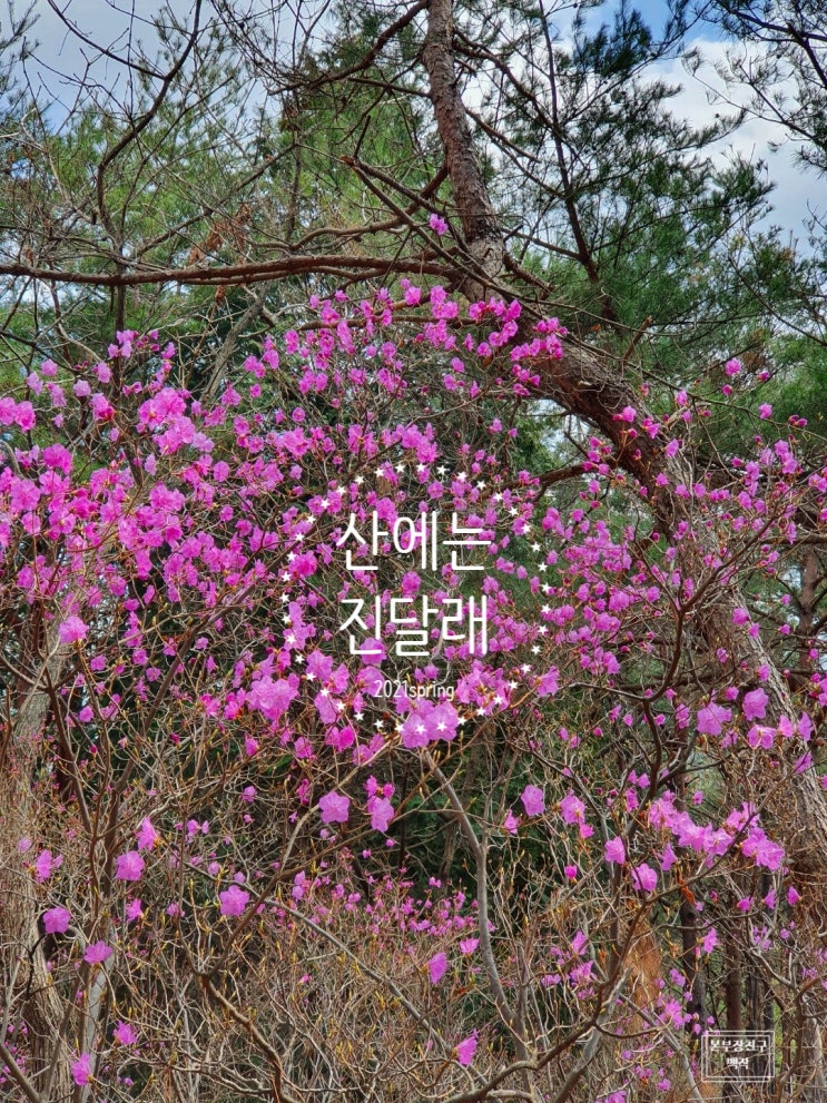  봄 봄 봄 봄이왔어요! 산에는 진달래가 활짝