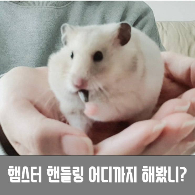  골든햄스터 핸들링 방법 , 햄스터와 교감하기!