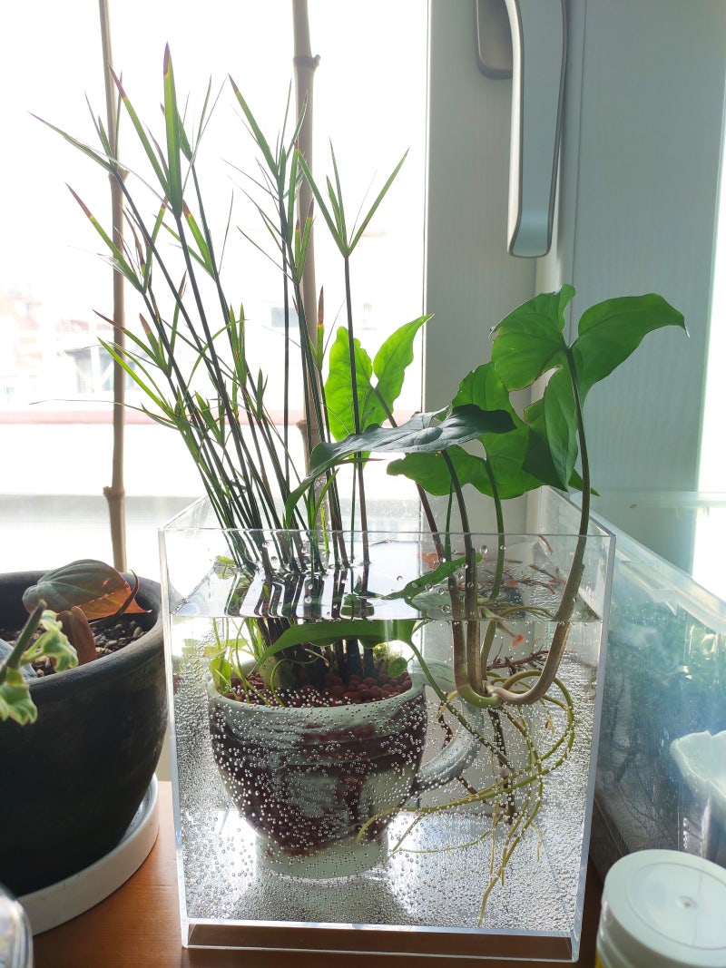 시페루스, 워터코인 컵 화분으로 꾸미는 구피 어항 : 네이버 블로그