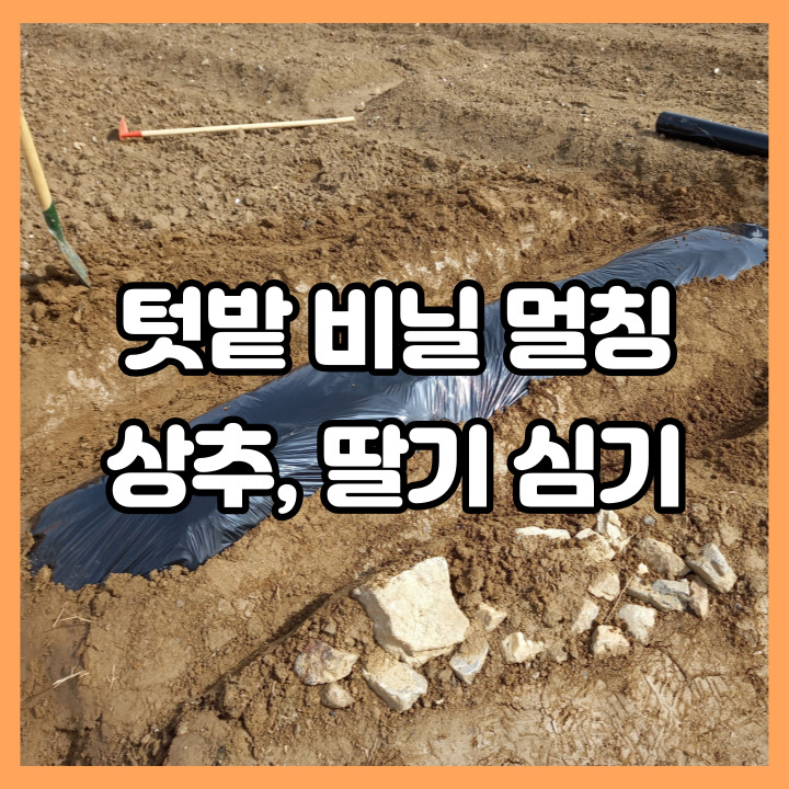  텃밭 비닐 멀칭하고 상추, 딸기 심어요