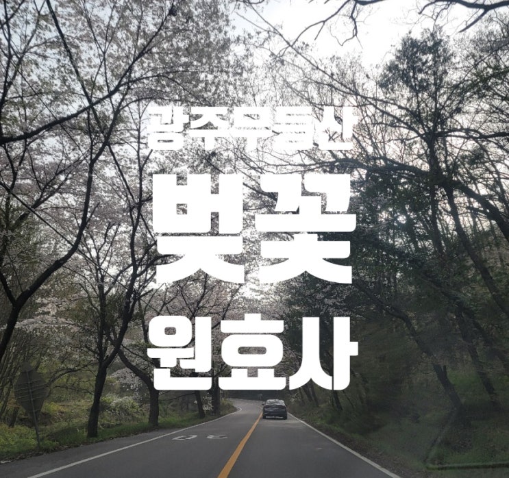  광주 무등산 벚꽃 원효사
