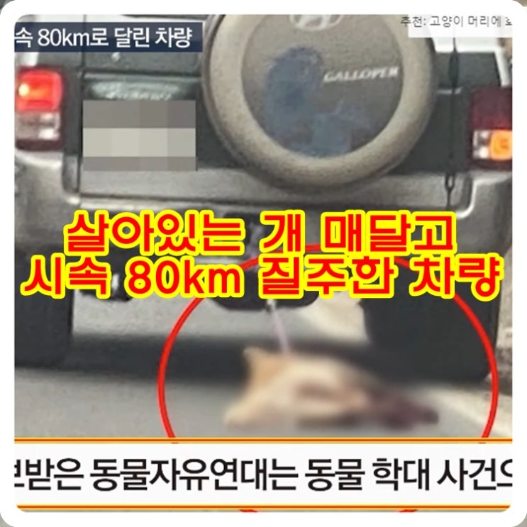 살아있는 개 매달고 시속 80km 질주한 차량 살아있는 개 매달고 시속 80km 질주한 차량