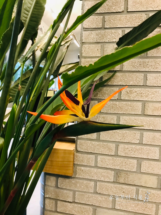  극락조 꽃