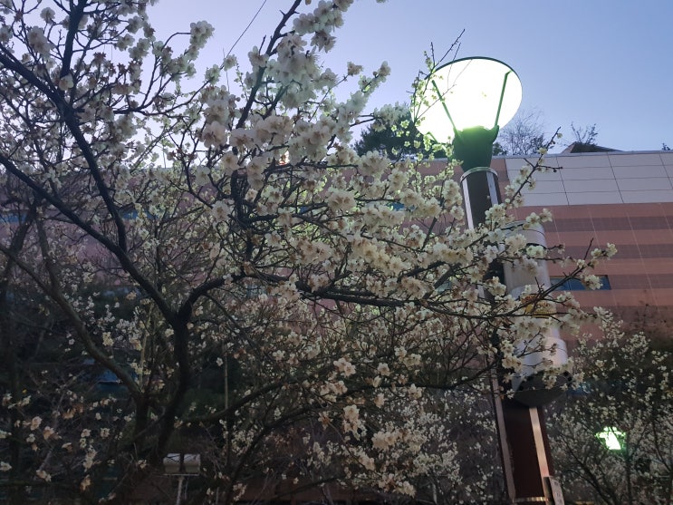 2021년 봄, 용인 동백지구 튼싹공원의 흰 벚꽃