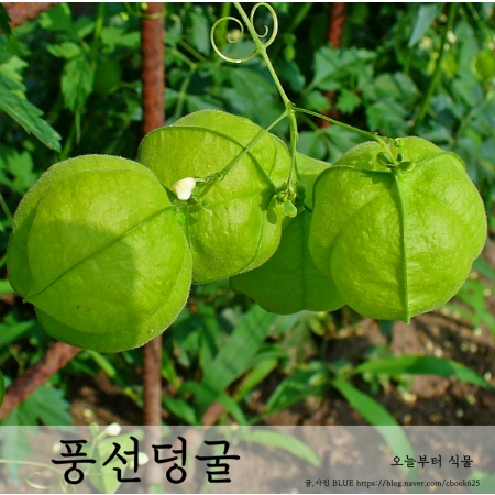  풍선덩굴 파종하기, 풍선덩굴 키우기