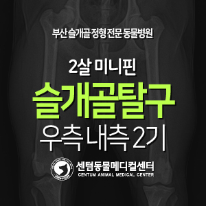  [슬개골 탈구 수술 증례] 2살 / 미니핀 / 우측 내측 2기 (활차구 성형, 경골조면이식, 부산 외과전문 동물병원 센텀동물메디컬센터)