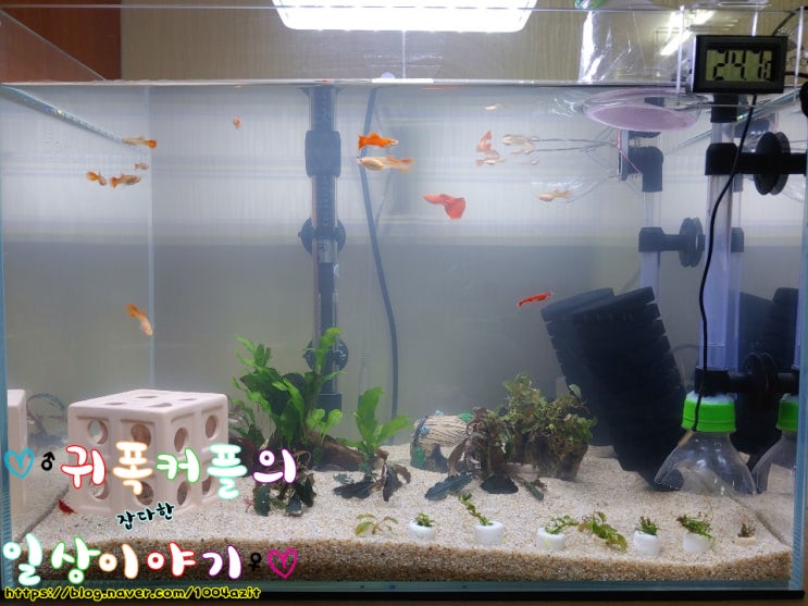  알풀 입양 해왔어요~ ^^(2)
