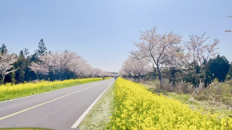  제주 한달살기 첫날 - 녹산로 유채꽃도로 완전 피크 