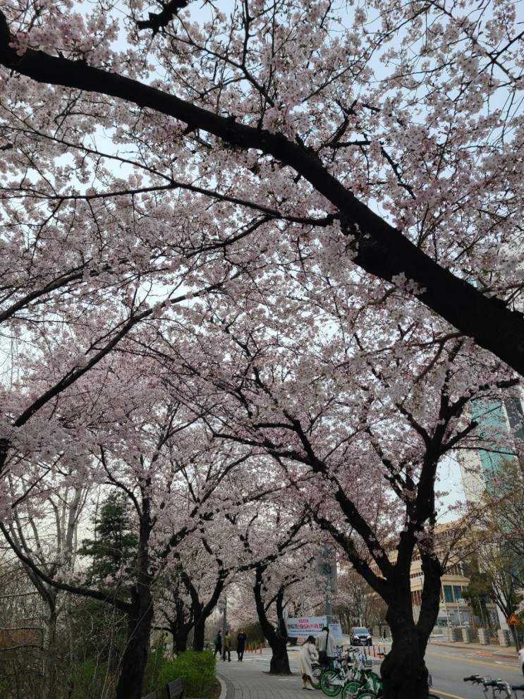 여의도 윤중로 벚꽃길, 영등포봄꽃축제 나홀로 핑크핑크 봄나들이