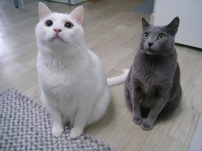 한국에서 인기 있는 순위로 알아본 고양이 종류(코리안숏헤어, 러시안블루, 페르시안, 샴, 터키쉬앙고라, 아비시니안) : 네이버 블로그