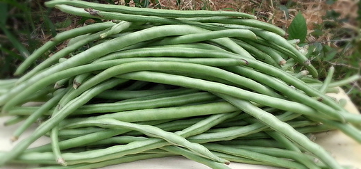  라오스 동남아 줄콩 그린빈 껍질까지 먹는 콩 long bean 효능 먹는방법 부작용
