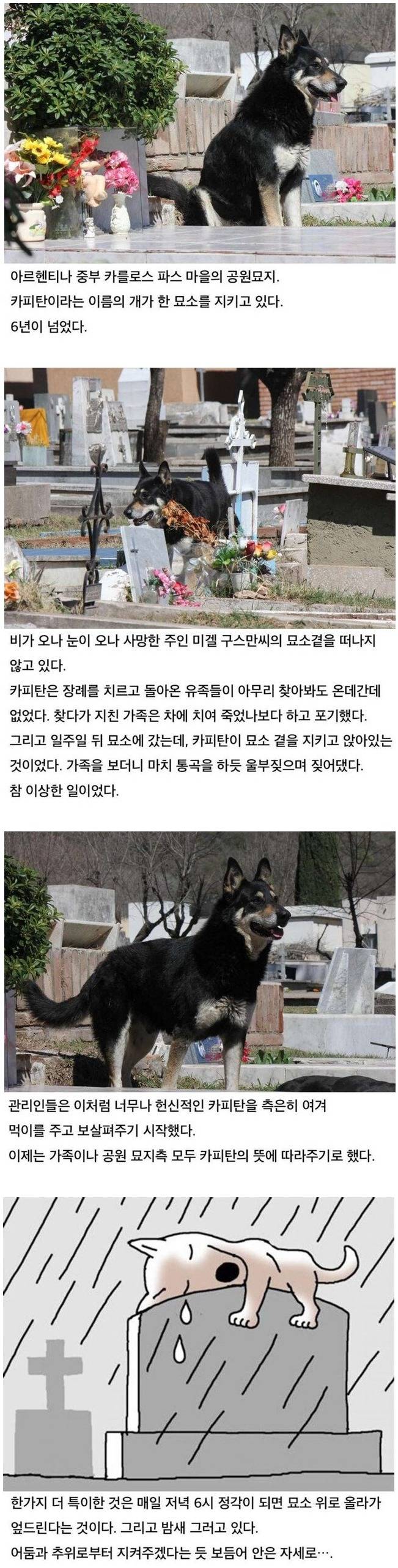  6년간 묘소를 지킨 충견