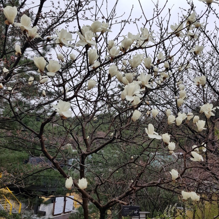 감곡 철박물관 이른 꽃구경