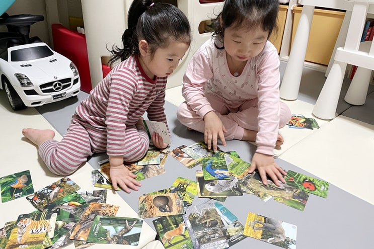  [엄마표 집콕놀이, 홈스쿨링] 플레이 큐리오 사파리 활용기