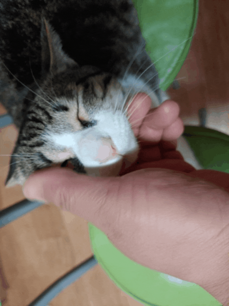 다미.....는   개냥이.ㅋ