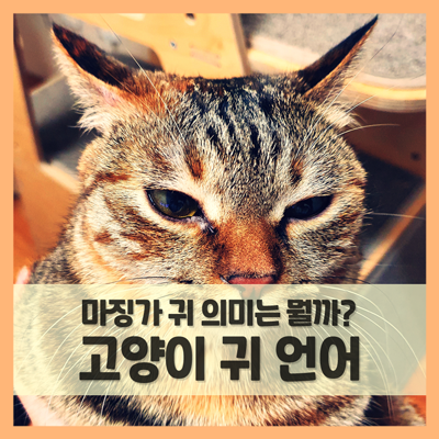  고양이 귀 모양으로 읽는 언어 (f. 마징가귀 의미)