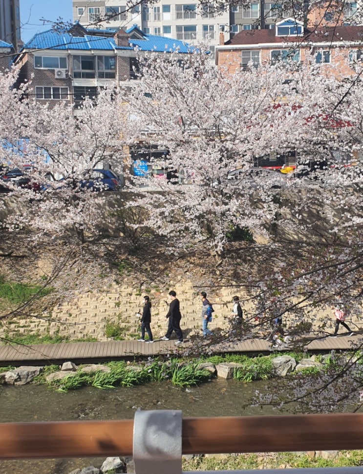  울산  무거천에 벚꽃보러 다녀왔습니다!