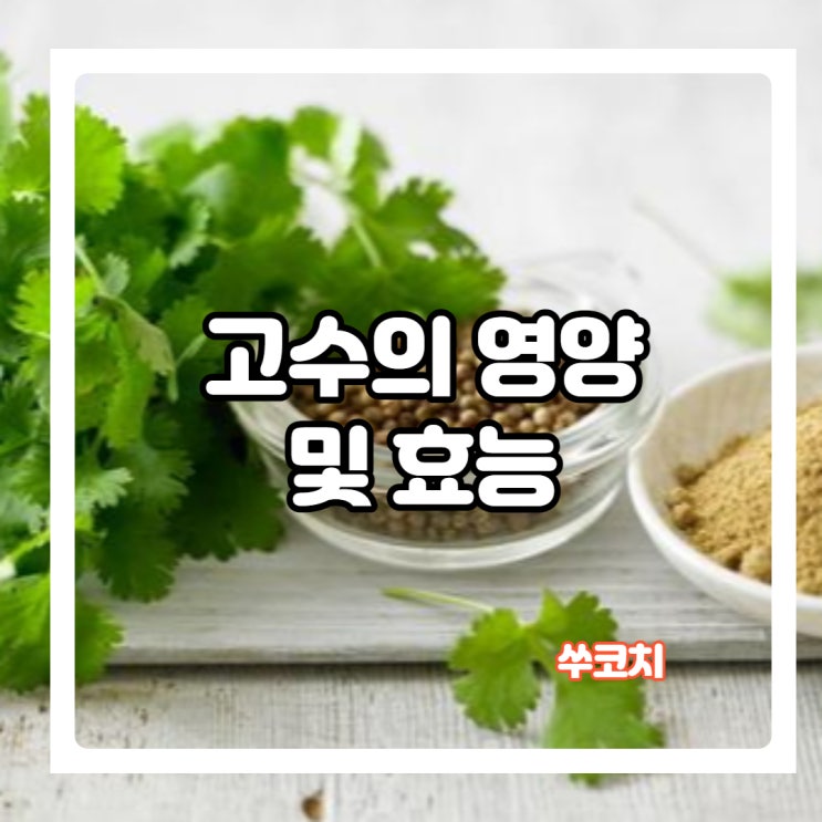  고수의 영양 및 효능 그리고 고수부작용 살펴보기!