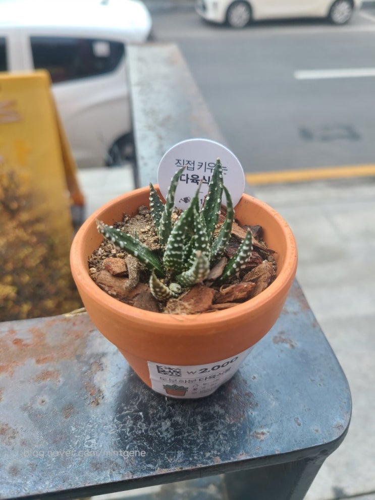  다이소 추천템 <다육 식물> 내돈내산 후기