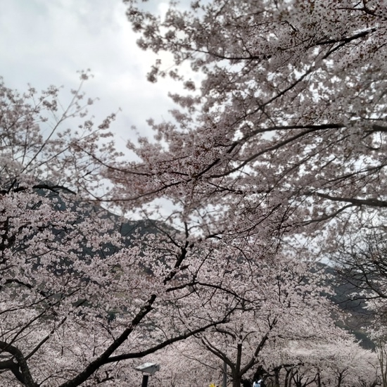 벚꽃 명소 화개십리벚꽃길 사진으로 감상하기
