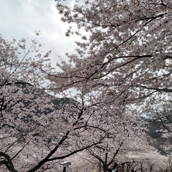  벚꽃 명소 화개십리벚꽃길 사진으로 감상하기
