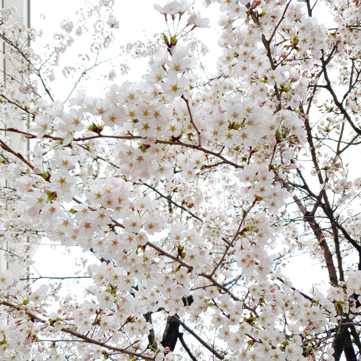 봄비가 내려 꽃이 활짝 피었어요, 동네 봄꽃 구경