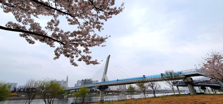  대구 명소 데이트코스, 동촌유원지(망우공원, 벚꽃 축제, 해맞이 다리, 꽃놀이, 오리배, 유람선)