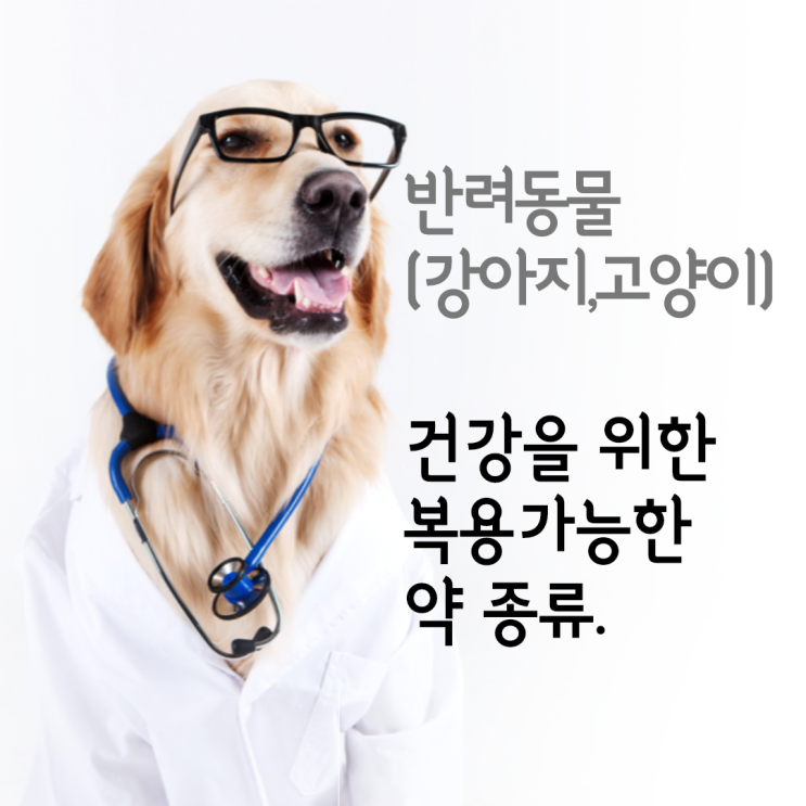  반려동물에게 사용해도되는 사람약 종류.