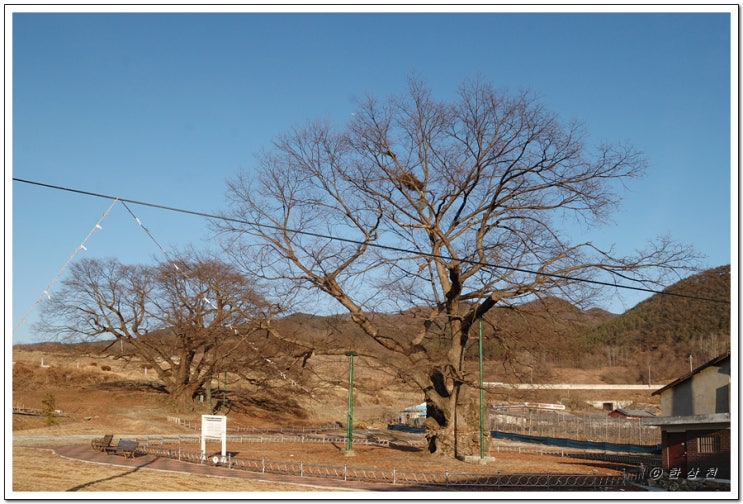 천연기념물 제382호 괴산 오가리 느티나무