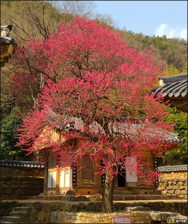 지리산 화엄사 홍매화 - 지고 있어요.