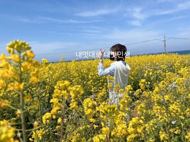  제주도 곰막식당 , 소품샵( 여름 문구사, 아코제주, 작고작은상점 나나이로 )