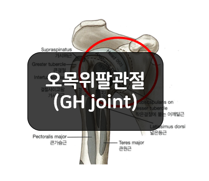 오목위팔관절(GlenoHumeral, GH joint)의 일반적인 특징!!