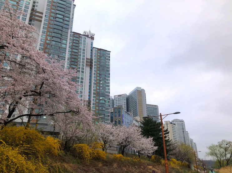  분당 : 정자역에서 탄천 벚꽃 길따라 판교역 이동하기, 백현마을 하루산책