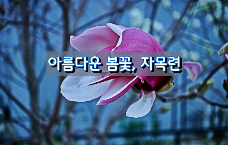 아름다운 봄꽃, 자목련 아름다운 봄꽃, 자목련