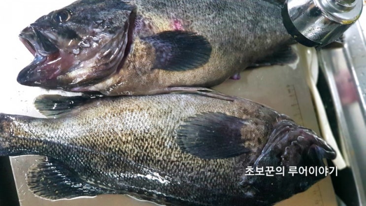  3월27일 말봉바다낚시터 우럭아 우럭아!  뭐하니?
