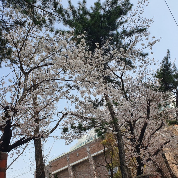  벚꽃이 핀 봄날씨 너무 이쁘네요.