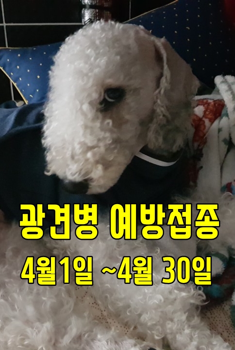  전주시 광견병 예방접종 기간, 동물병원 안내