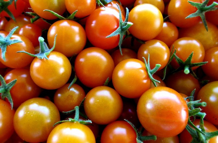  라오스 동남아 과일 야채 방울 토마토 cherry tomato 효능 효과 먹는방법 부작용