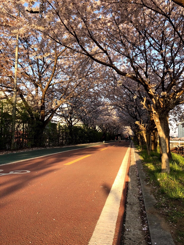  [잠실벚꽃 명소] 송파 잠실 숨은 벚꽃 명당 / 잠실 벚꽃 사람없는 곳 / 석촌호수보다 여기 / 서울아산병원 / 잠실나루역 가볼만한 곳