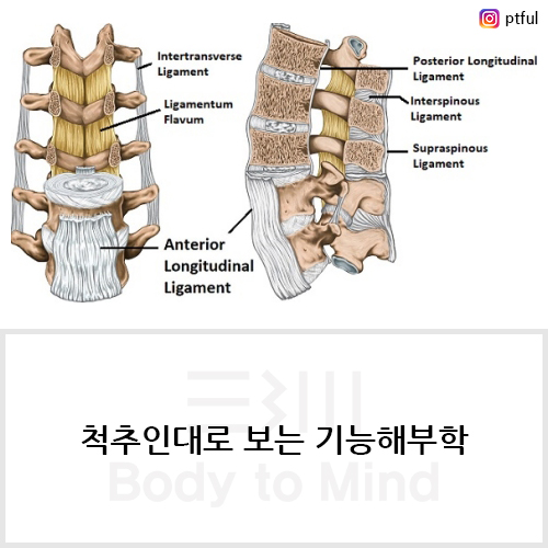  척추인대로 살펴보는 기능해부학